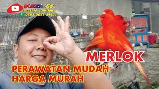 KENARI  MERLOK HARGA MURAH PERAWATAN MUDAH