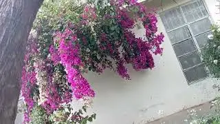 Falling Flowers Bail in My lawn Pink and white Bougainvillea wind