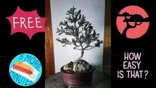 S1E19 Eastern Red Cedar Free and Easy Bonsai