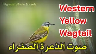 صوت الذعرة الصفراء(أبوفصادة صفراء)| Western Yellow Wagtail Sound