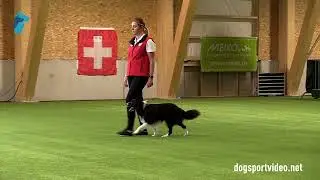 Qualification - Jagoda Wejchan + Never Never Land F' Falcon/Border Collie - Poland