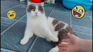 Такой милый!!! 😲Кот такой смешной!!!😲