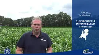 Sorghum op het Ruwvoerteelt Innovatieveld van ForFarmers in Bornerbroek