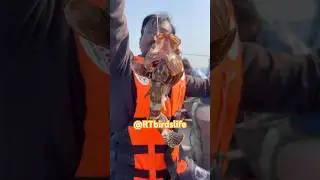 Karachi Fishing | Grouper Catch at Rehman Goth Fishing Point #trending #viralvideo #pakistan