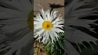 MEDITACION - RELAX - NATURALEZA