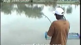Monster Fishing in Thailand for Redtail Catfish.