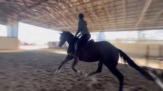 Explorer Giovanni - 16.3 hand , 8 y.o. TB gelding ￼