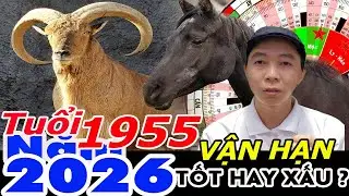 Xem Vận Hạn Tuổi Ất Mùi 1955 năm 2026 RA SAO ?  Phong Thủy 100 Năm