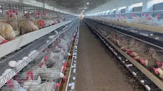 Poultry Farming Business in a Pakistan | Layer Chicks | Hen Farming | Layer Farming | Part 58