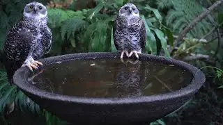 Powerful Owl takes a bath - Powerful Owl bird bath