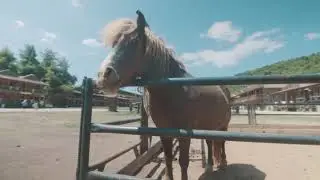 The Ranch Summer Camp 2020