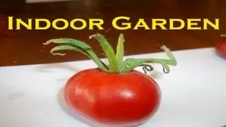 Indoor Winter Garden Update April 7th, 2012 - 1st ripe tomatoes!