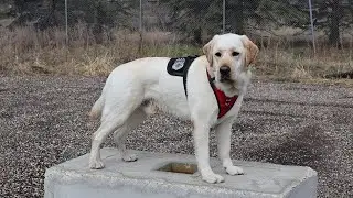 Accelerant Detection K9