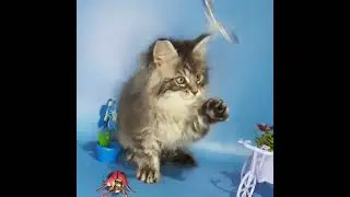 Maine Coon Kitty in a Blue Silver Fur Coat Named Frostine