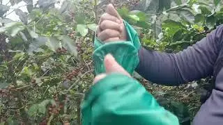 M&eacute;todo de cosecha de #cafe con canguaro #coffee #harvest #colombiancoffee