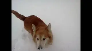 Corgi fluffy snow playing