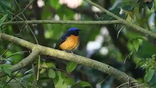 A Rufous-bellied Niltava (Niltava sundara) calling in the Wildlife Institute of India (WII) campus
