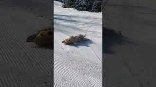 Golden Retriever Enjoys Sliding on Snow