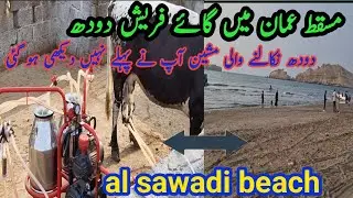 Al sawadi beach barka | مسقط عمان میں گائے کا فریش دودھ | muscat oman 🇴🇲 | Go With Mohsin