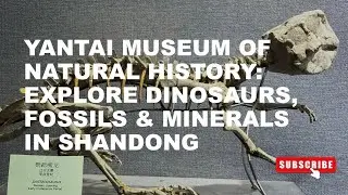 Fossils, Dinosaurs, Gold, and Artifacts at Yantai Museum of Natural History, Yantai, Shandong, China