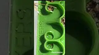 sluicing for gold