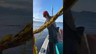 Come along with us for a kelp harvest! #kelp #alaska #seaweed #harvest