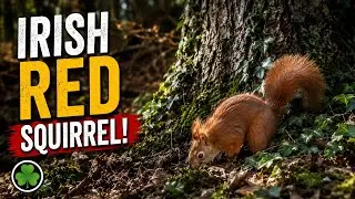 THE IRISH RED SQUIRREL [4K] (FULL SCREEN) #redsquirrels #irelandwildlife