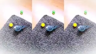 playing fetch with a budgie - advanced editor