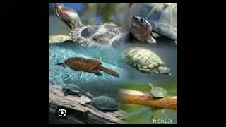 guida alla cura tartaruga trachemys-uno dei miei pi&ugrave; grandi errori-