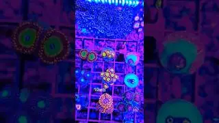 How To Frag Zoanthid 101