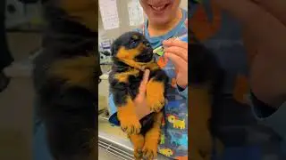 Dogs are always caught red-handed 😝 #viral #funnyvideos #dog #fyp #Funny