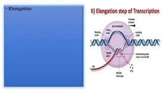 5. MOLECULAR GENETICS part 3