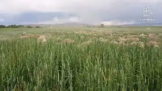 Cover crop grazing for sheep