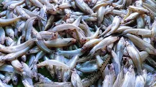 Bashpata Fish of The Padma River🐟