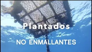 Uso de Plantados NO enmallantes por flota atunera en el OPO. NON entangling FADs.