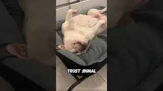 3 Dog Sleeping Positions and What They Really Mean 🐶💤