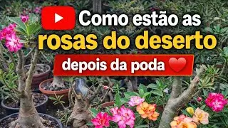 Olha como estão depois da poda 😃