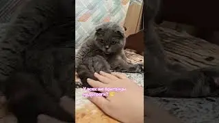 Асенька #cat #веселыекоты #смех#юмор
