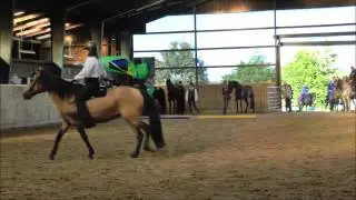 Mangalarga Marchador Daria mit Dagmar Heller, Gangpferdetreffen Kaja St&uuml;hrenberg 2016