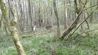 Rockingham Forest Deer