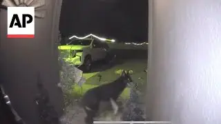 WATCH: A missing dog in Florida rings the doorbell and returns home
