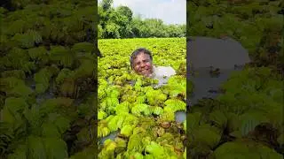 Wow! Amazing Polo Fishing Videos ! Best Big Fish Catching ! Primitive Technique fishing #fish #india