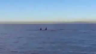 ORCAS Live from the Surfwatch Lifeguard Rescue Boat