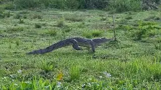 Galloping crocodile