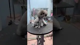 ⚠️ OMG! So Cute Dogs/Puppies - Best Funny Dog Videos 2022 ||| Amazing Dog Videos #Shorts