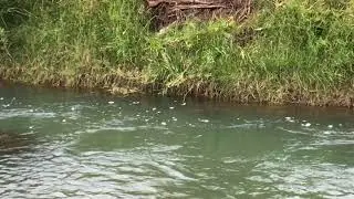 Rising Cutthroat Trout - Soda Butte Creek, Yellowstone National Park