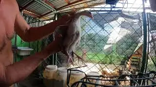 SEXING Turkeys SO EASY!  OR is it? 2 juvenile turkey distinct differences.