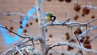 Carbonero com&uacute;n, Great tit (parus major)