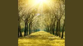 Contemplative Dream
