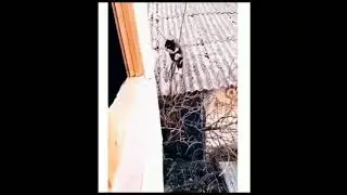 ohh my god this cat has amazing skills 😹 #shorts #cats
